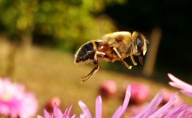 insect-3302840_1920